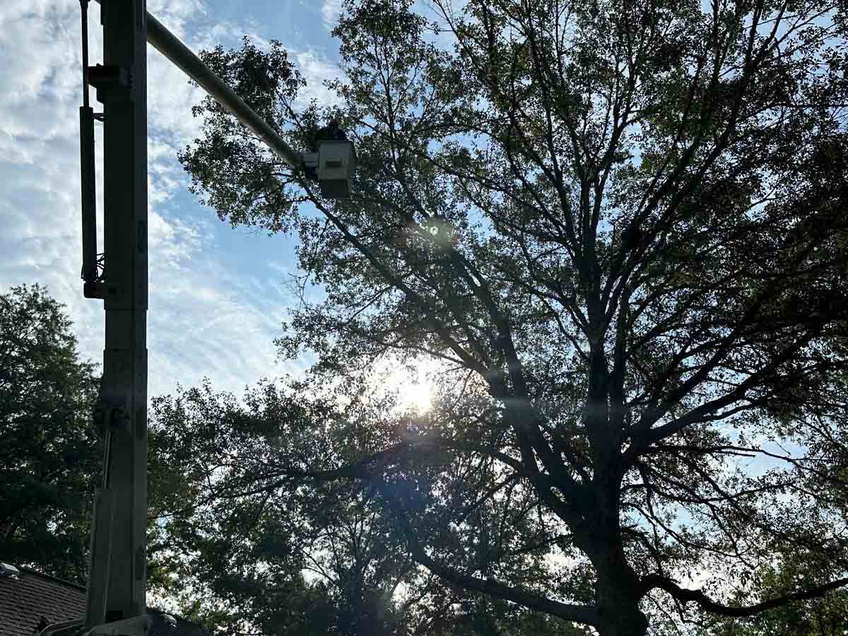 El Costeño Tree Service LLC